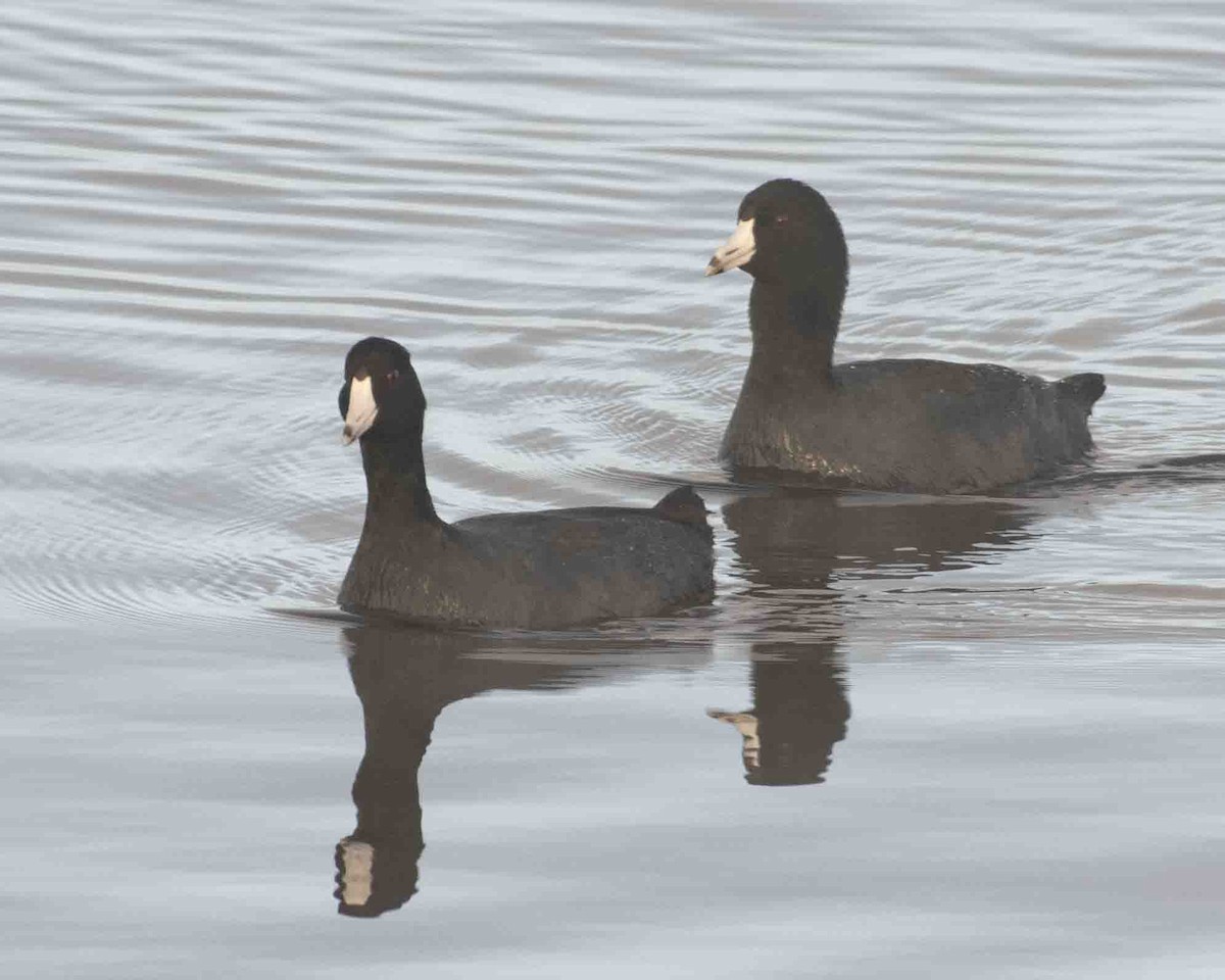 American Coot - ML612184612