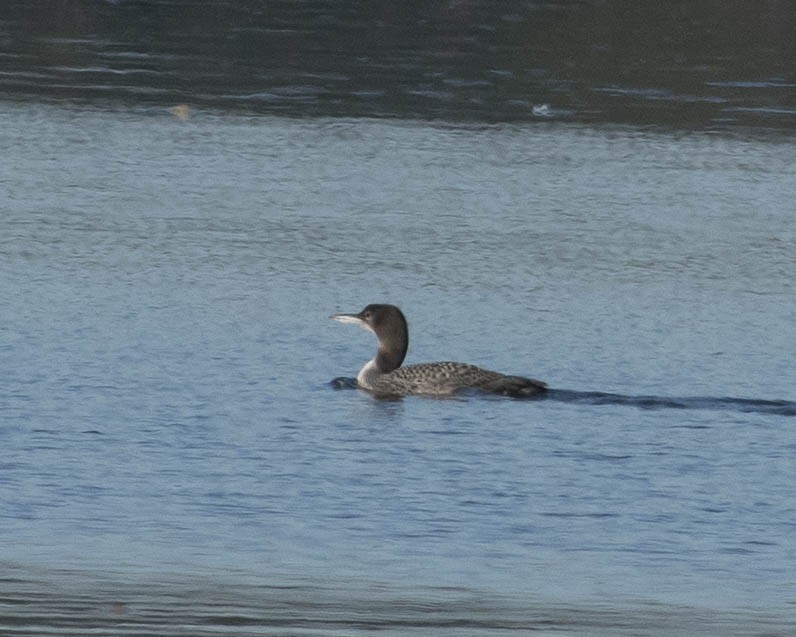 Common Loon - ML612184639