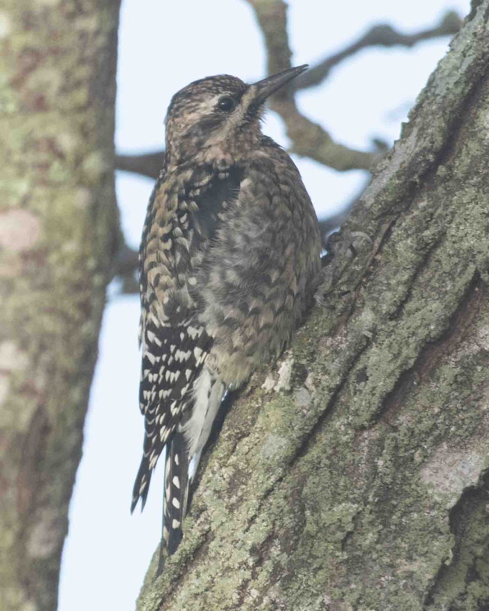 Yellow-bellied Sapsucker - ML612184644