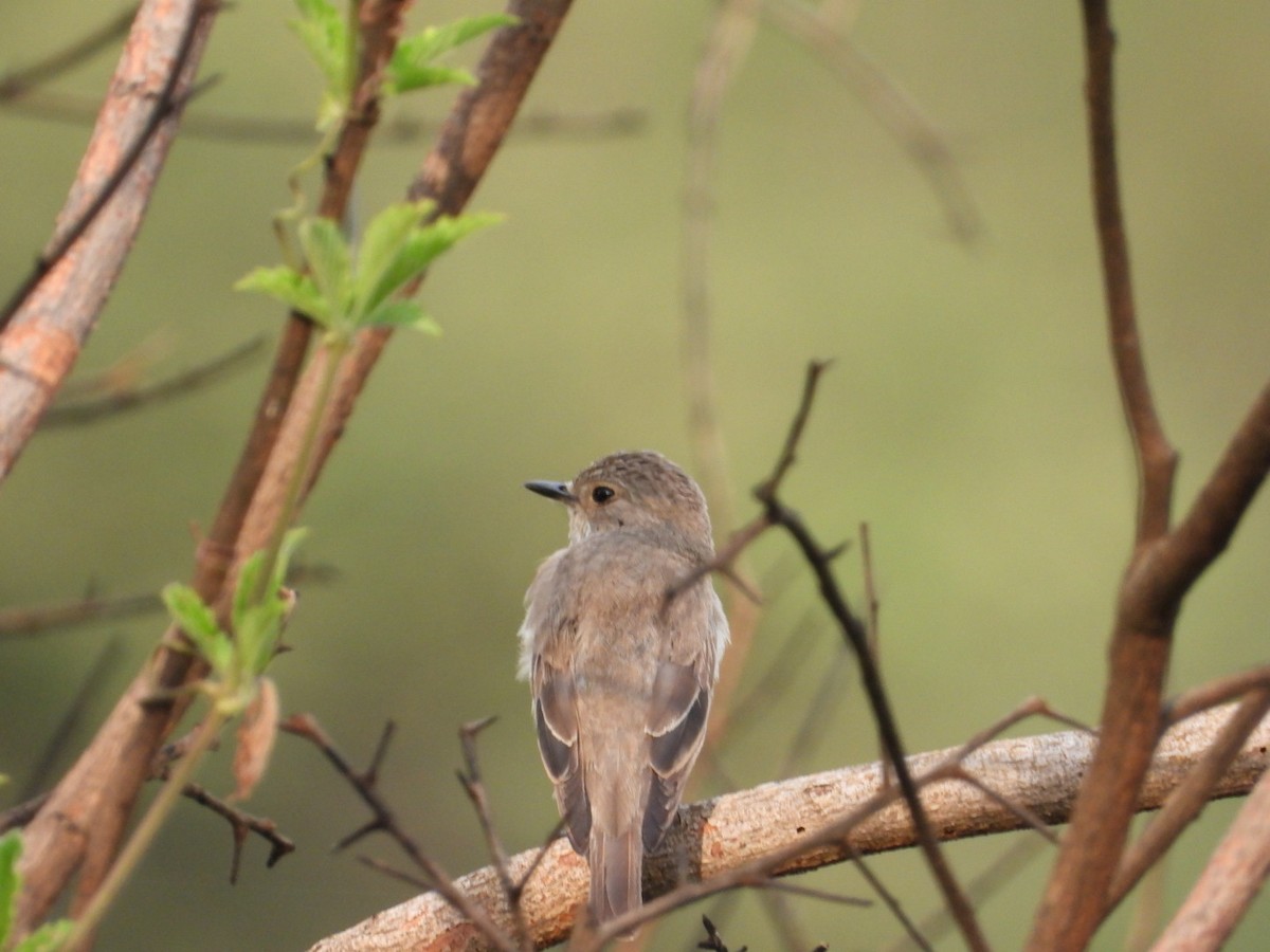 Spotted Flycatcher - ML612184680