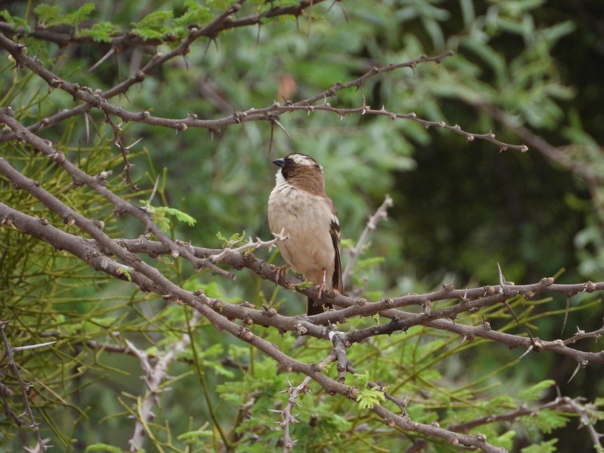 White-browed Sparrow-Weaver - ML612184704