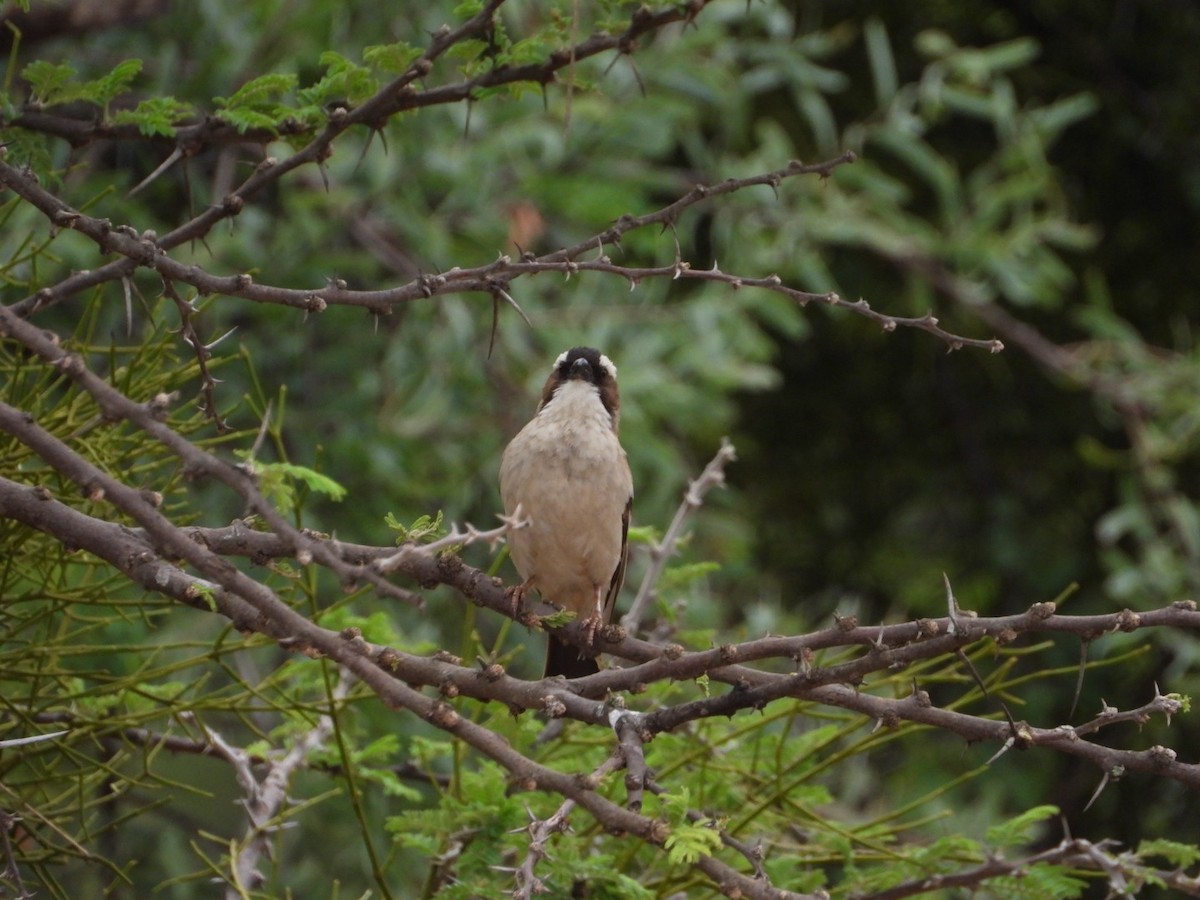 White-browed Sparrow-Weaver - ML612184705