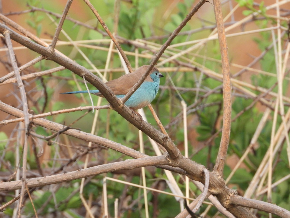 Southern Cordonbleu - ML612184717