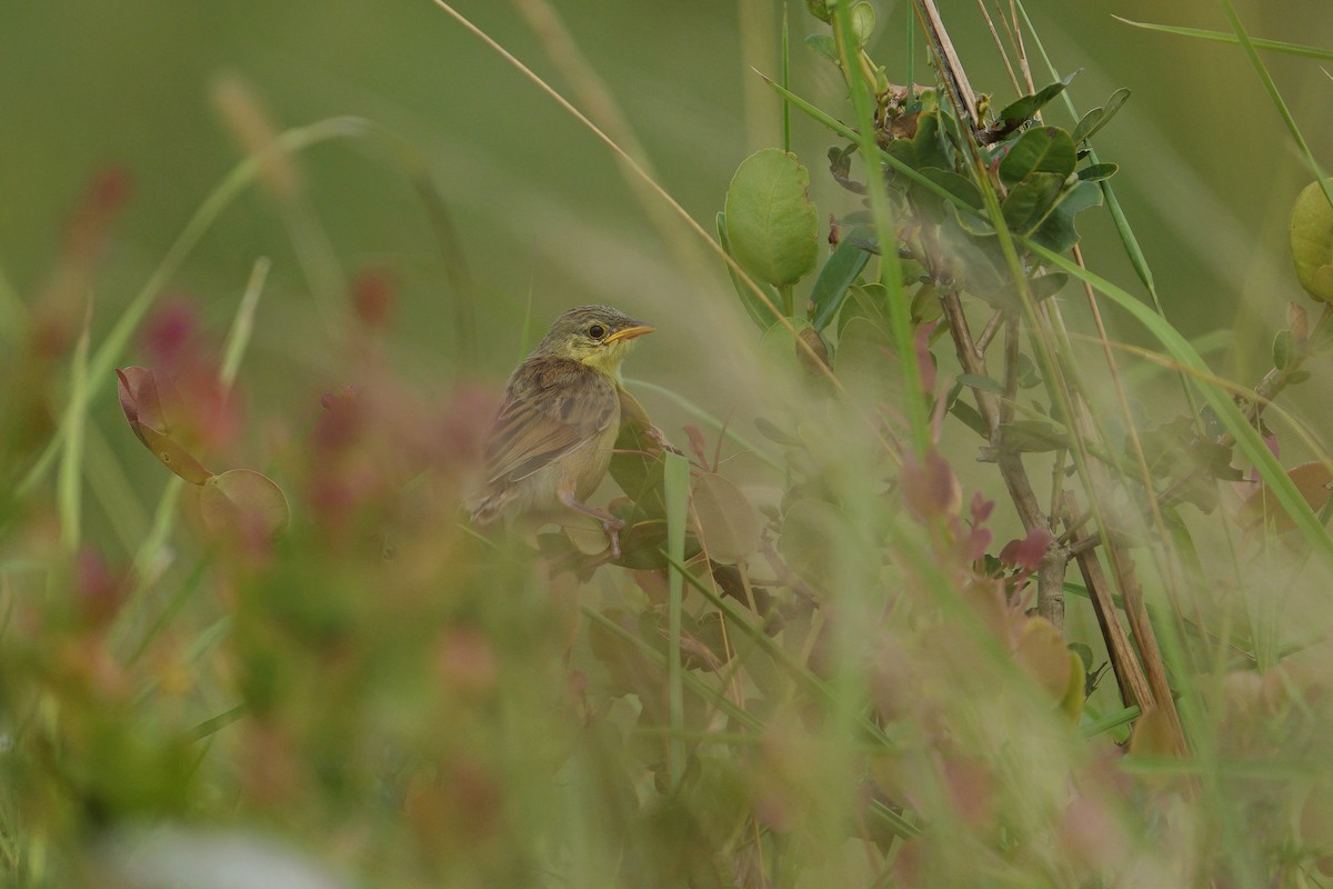 Croaking Cisticola - ML612184726