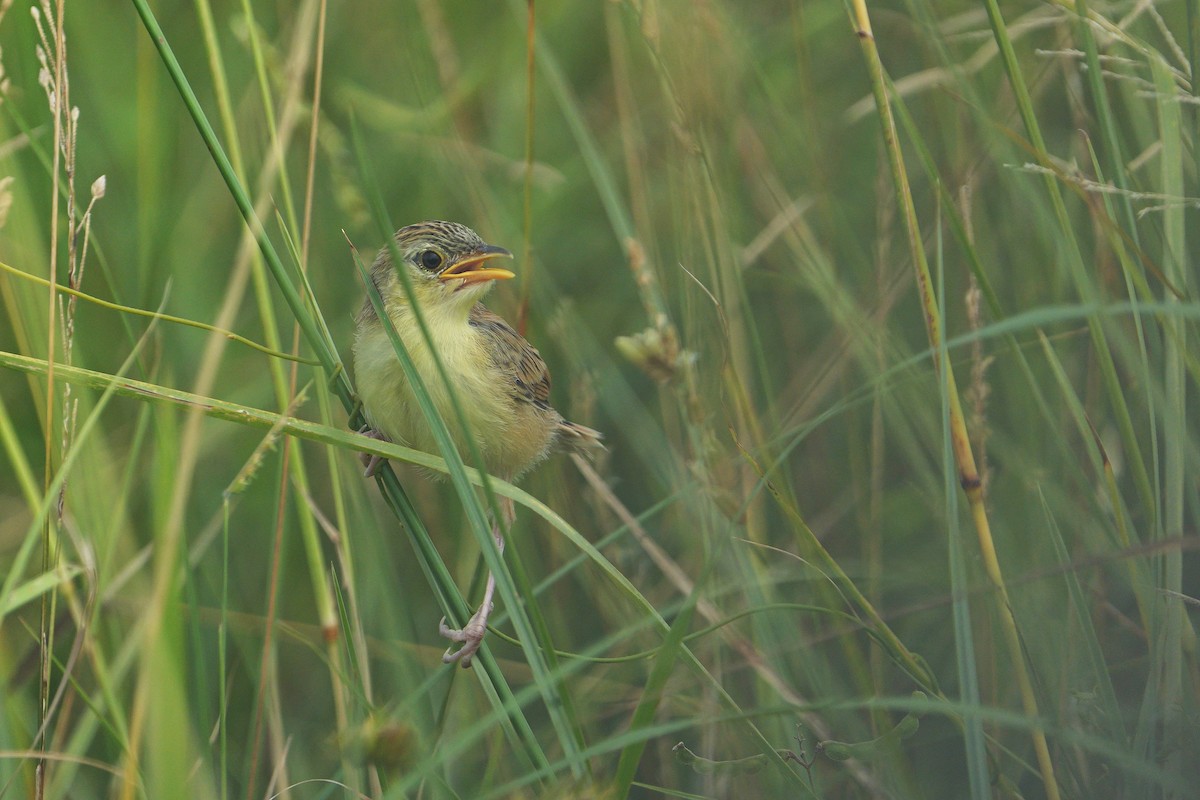 Croaking Cisticola - ML612184727