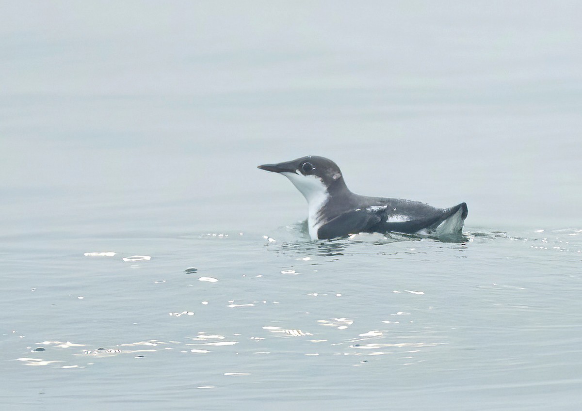 Long-billed Murrelet - ML612184732