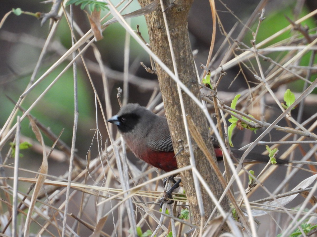 Black-faced Waxbill - ML612184733