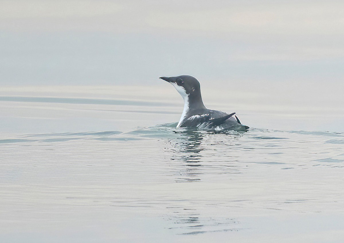 Guillemot à long bec - ML612184734