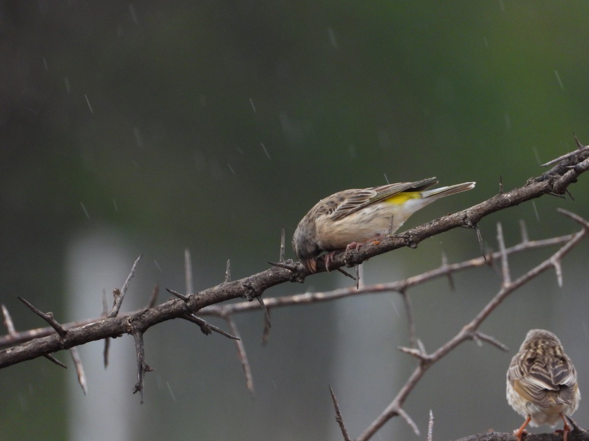 Black-throated Canary - ML612184741