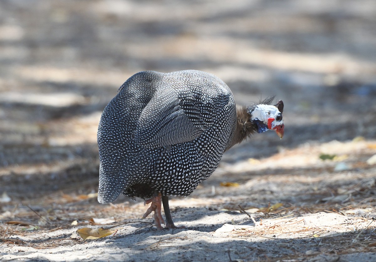 Helmeted Guineafowl (Domestic type) - ML612184744