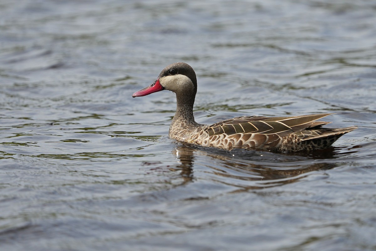 Red-billed Duck - ML612184752