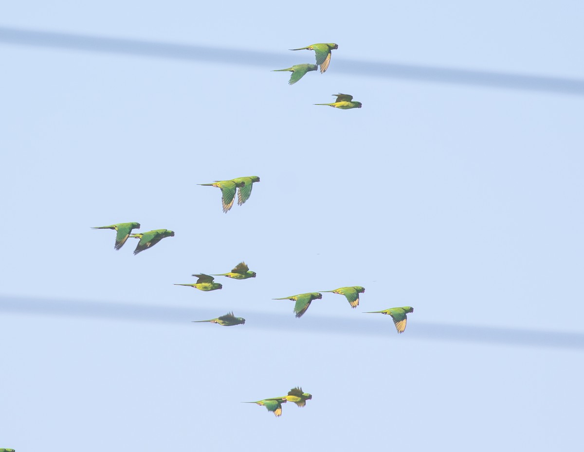 Pacific Parakeet - ML612184789