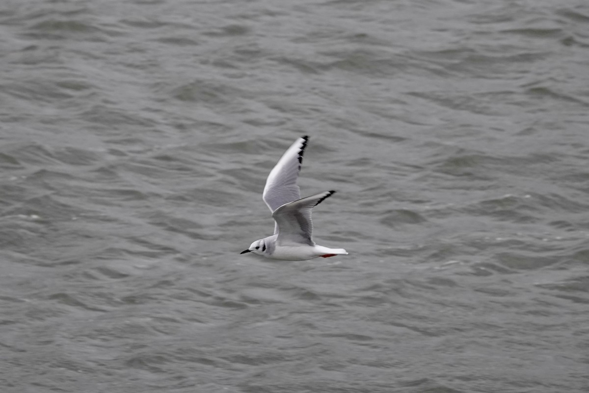 Bonaparte's Gull - June McDaniels