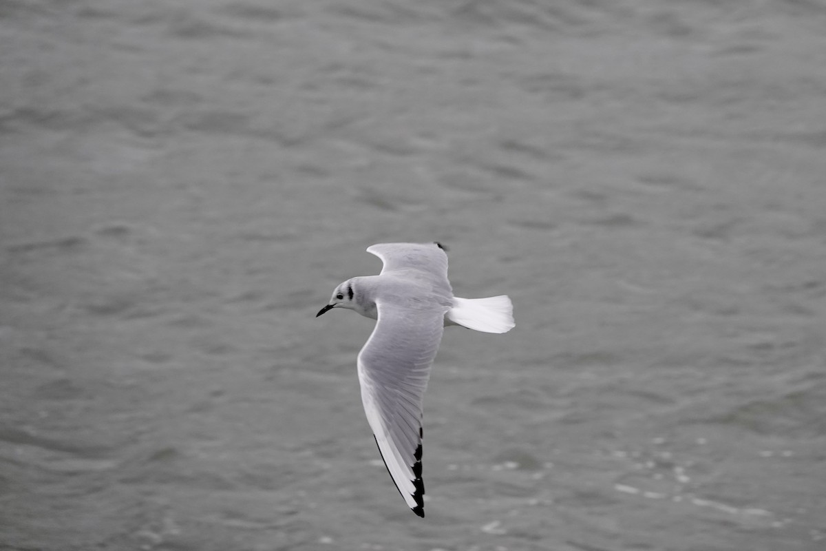 Bonaparte's Gull - ML612184808