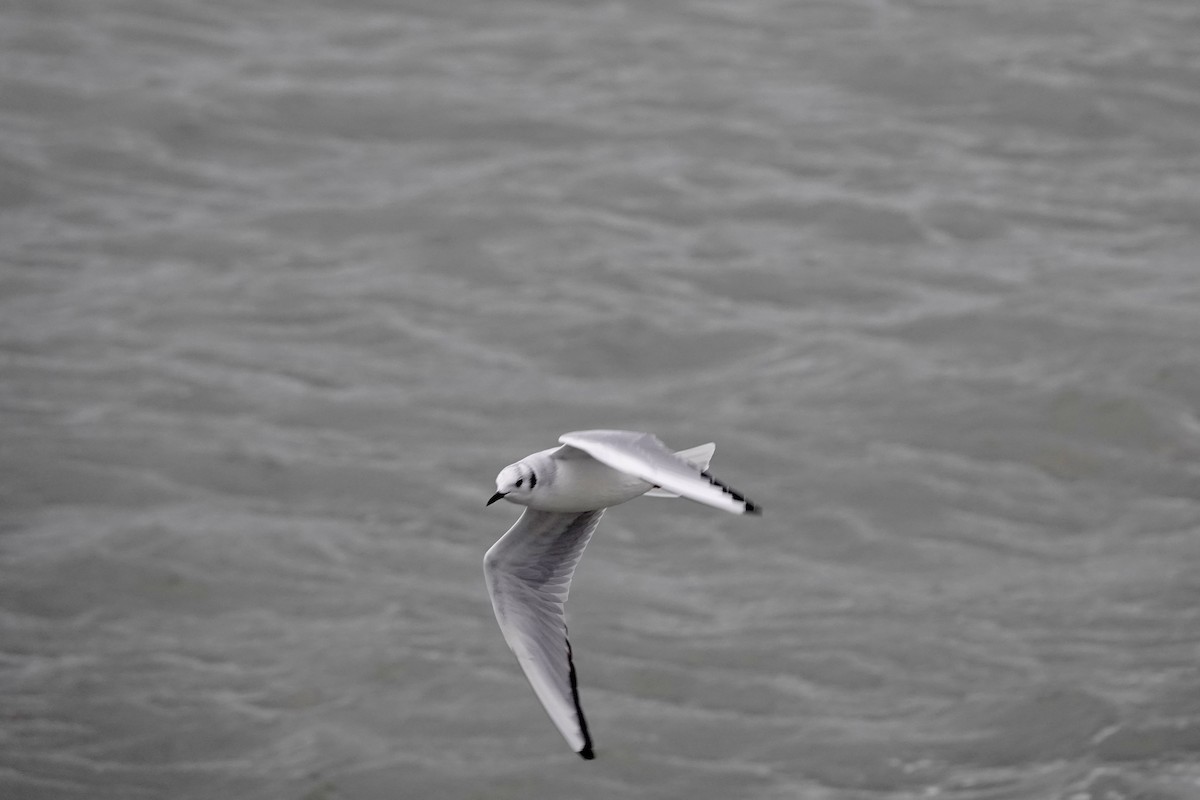 Bonaparte's Gull - ML612184809