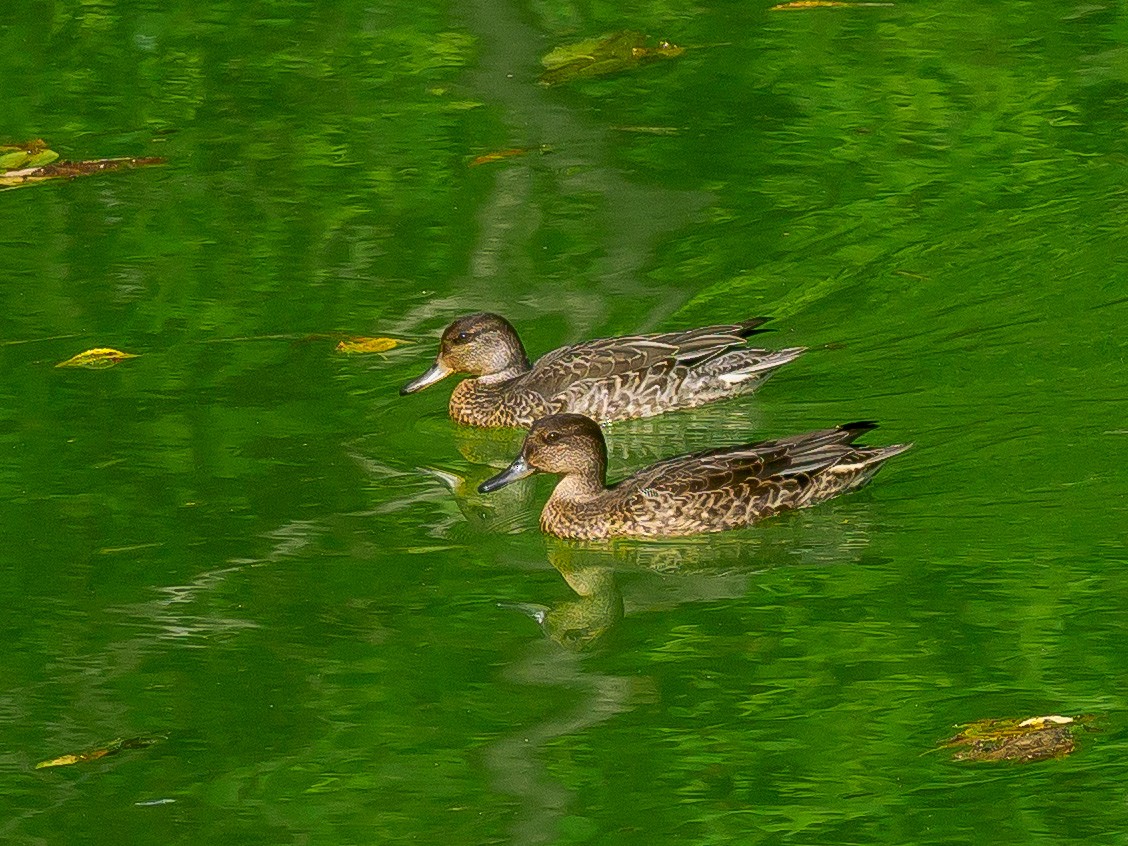 Green-winged Teal (Eurasian) - ML612184879