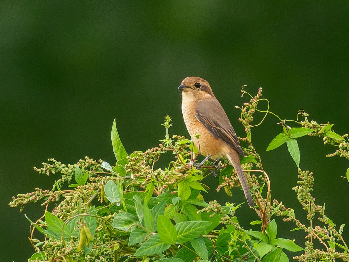 Bull-headed Shrike - ML612184885