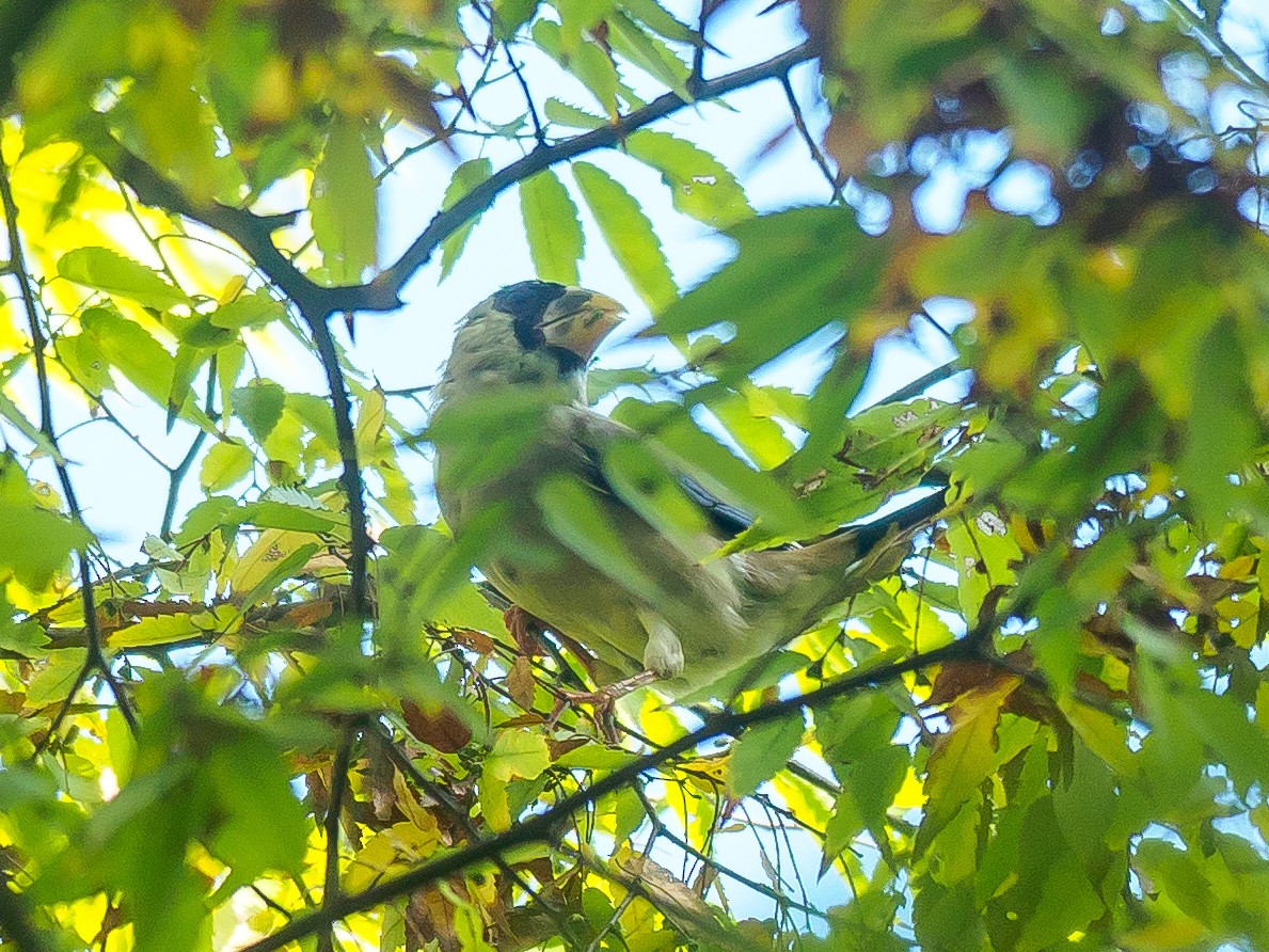 Japanese Grosbeak - ML612184900