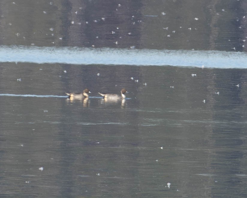 Northern Pintail - ML612184949