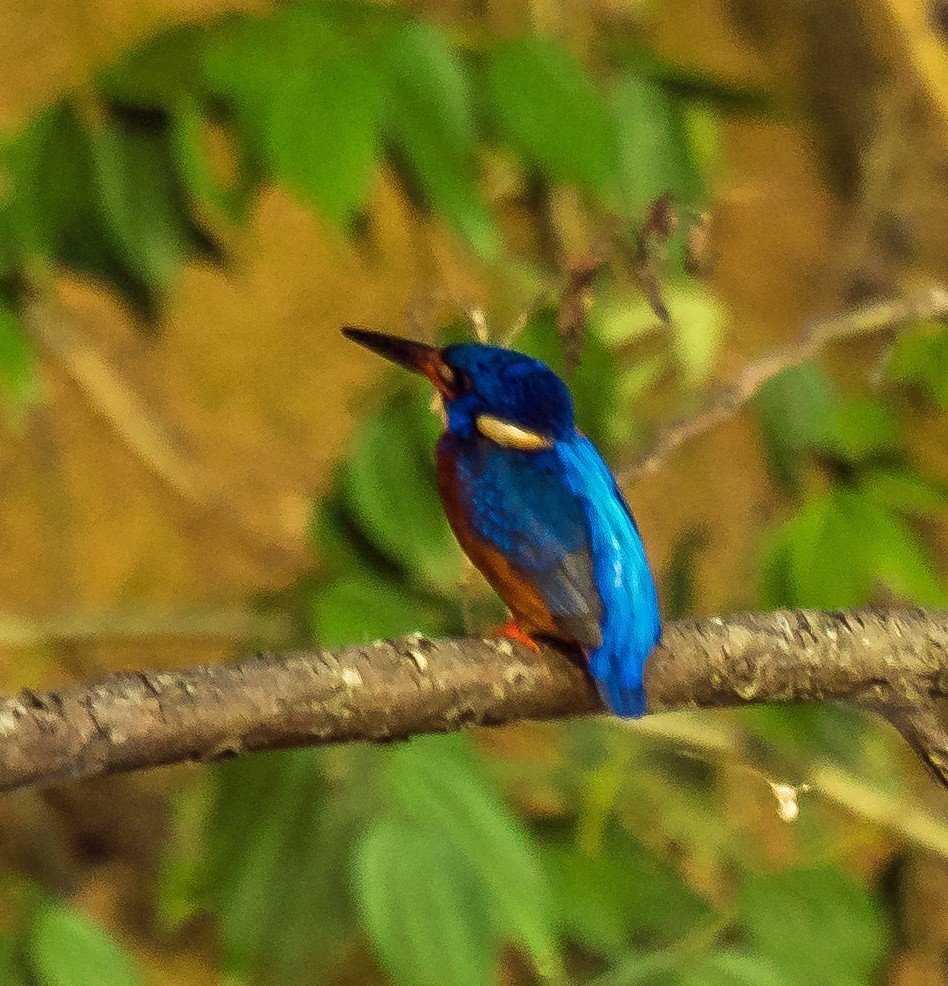 Blue-eared Kingfisher - Russell Scott