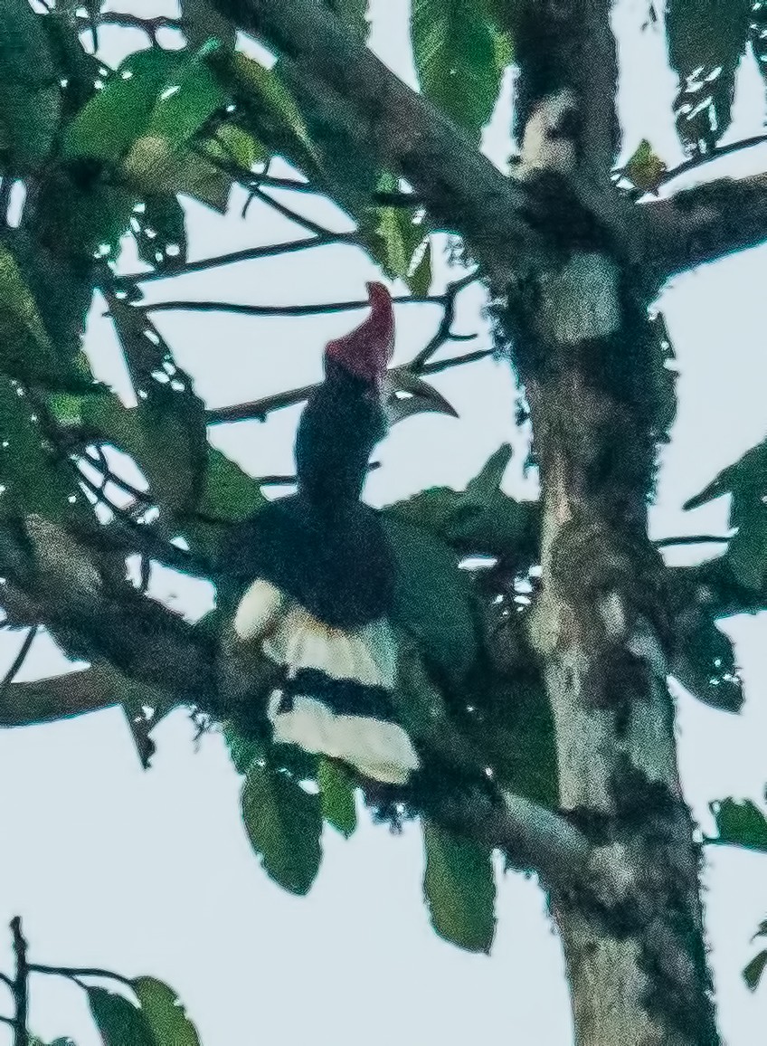 Rhinoceros Hornbill - ML612185116