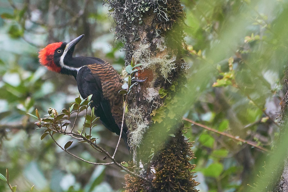 Powerful Woodpecker - ML612185118
