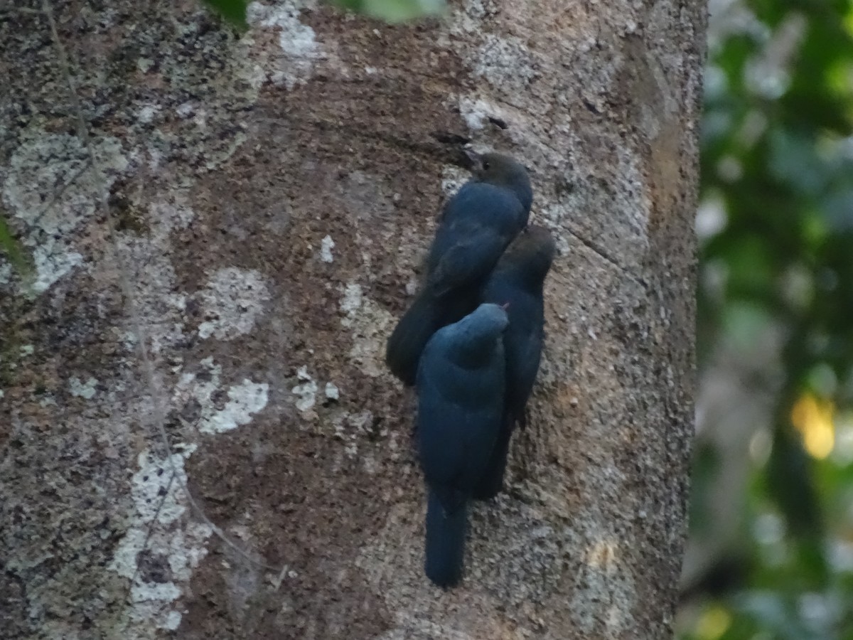 Nuthatch-Vanga - ML612185129