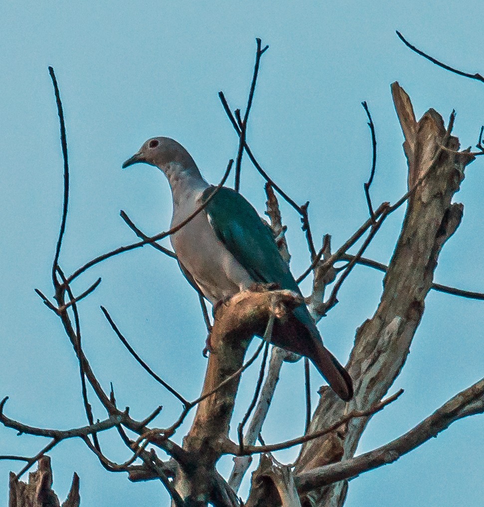 Green Imperial-Pigeon - Russell Scott