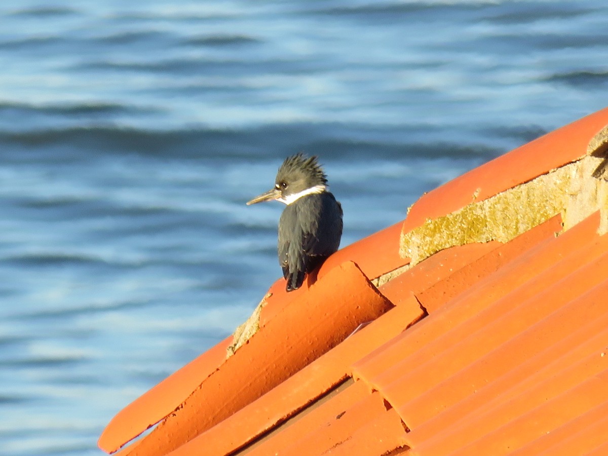 Belted Kingfisher - ML612185174