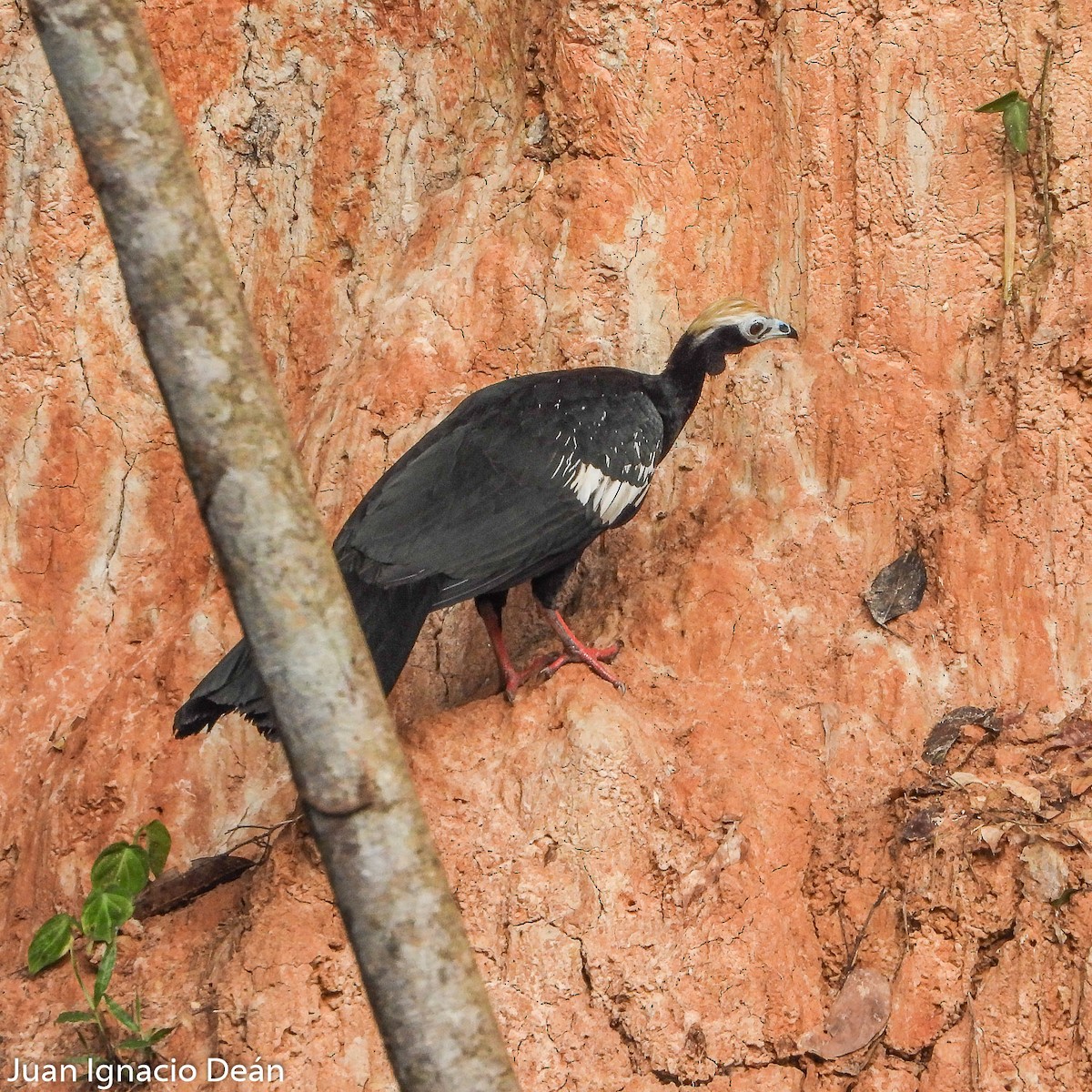 Blue-throated Piping-Guan - Juan I. Deán