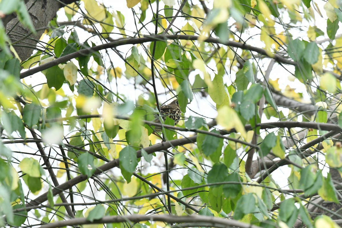 Chinese Thrush - ML612185308