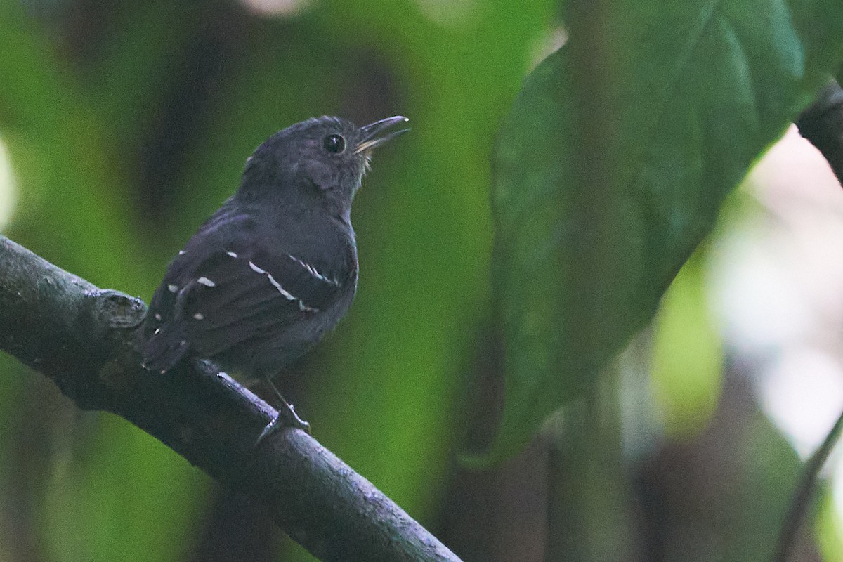 Plain-throated Antwren - Marcel Gil Velasco