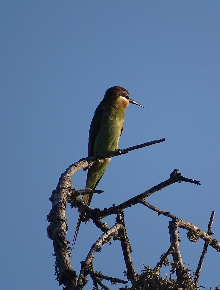 Madagascar Bee-eater - ML612185455