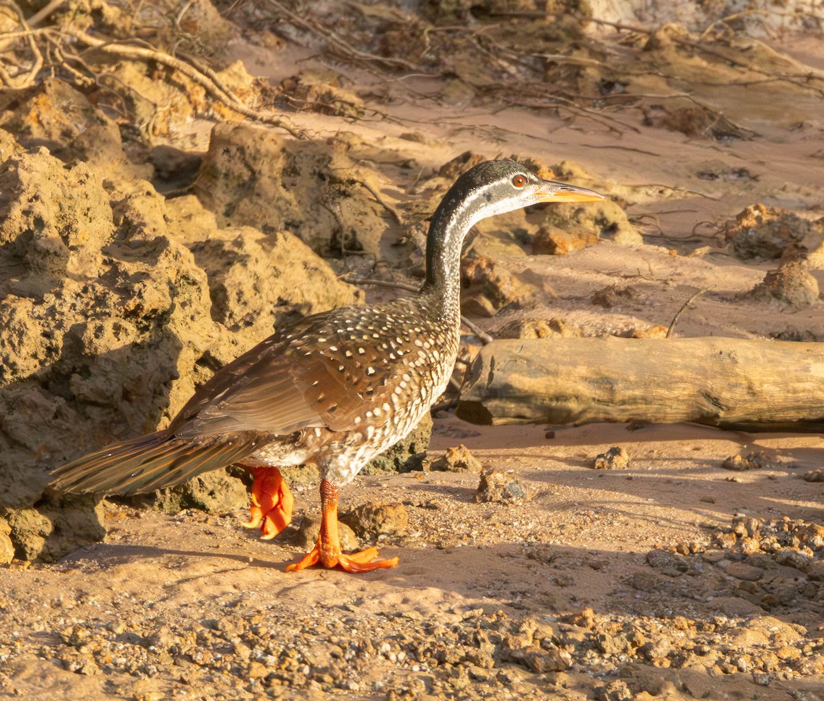 African Finfoot - ML612185466