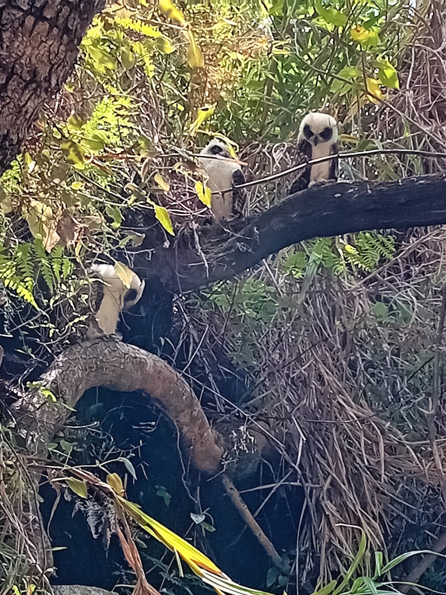 Мадагаскарская иглоногая сова - ML612185587