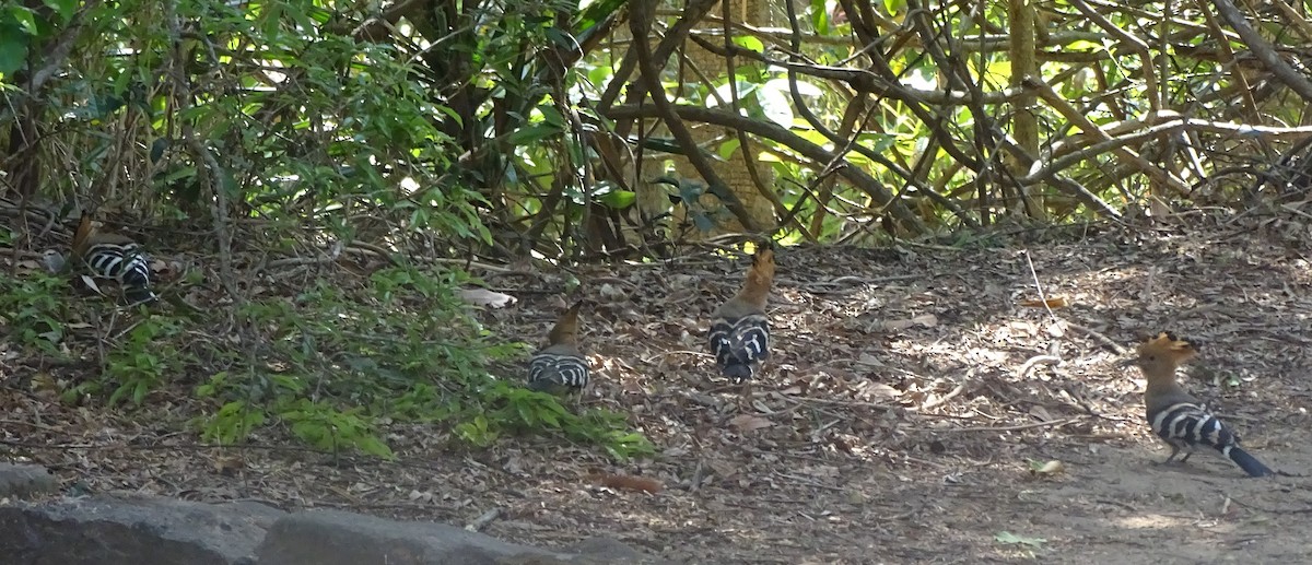 Madagascar Hoopoe - Graham B Langley