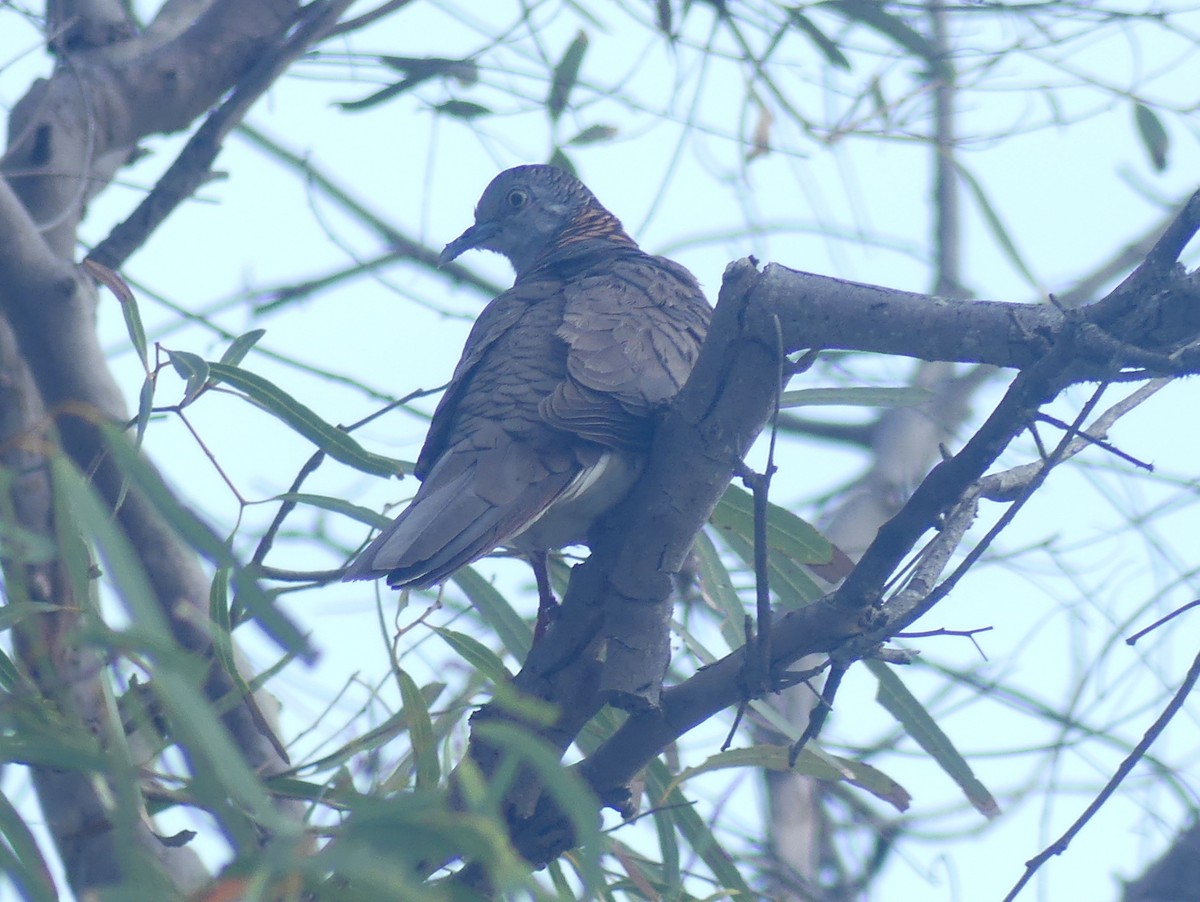 Bar-shouldered Dove - Peter Yendle