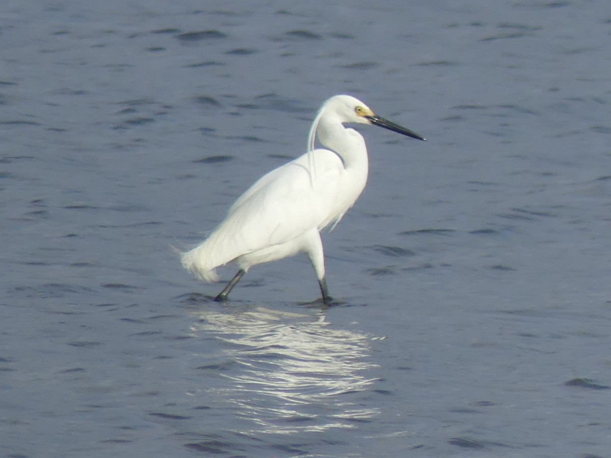 Little Egret (Australasian) - ML612185679