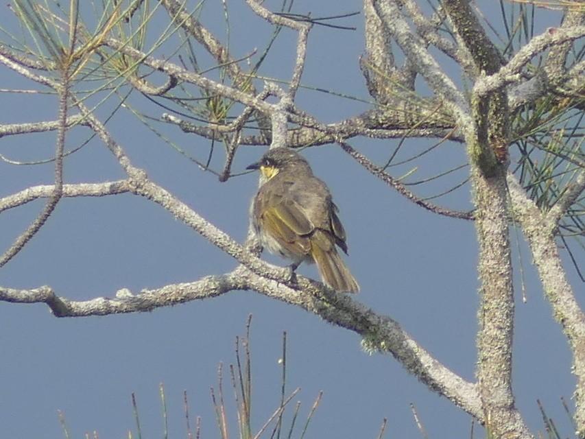 Mangrove Honeyeater - ML612185691