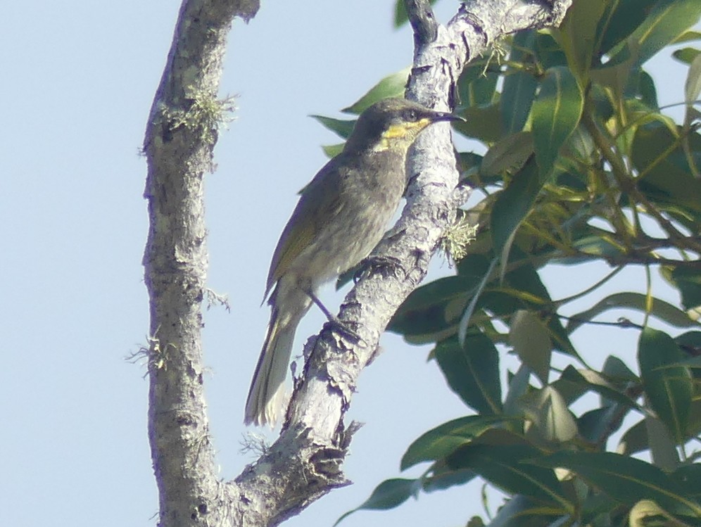 Mangrove Honeyeater - Peter Yendle