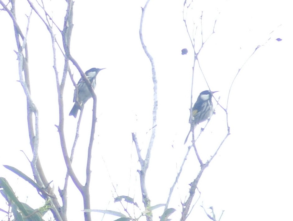 White-cheeked Honeyeater - Peter Yendle