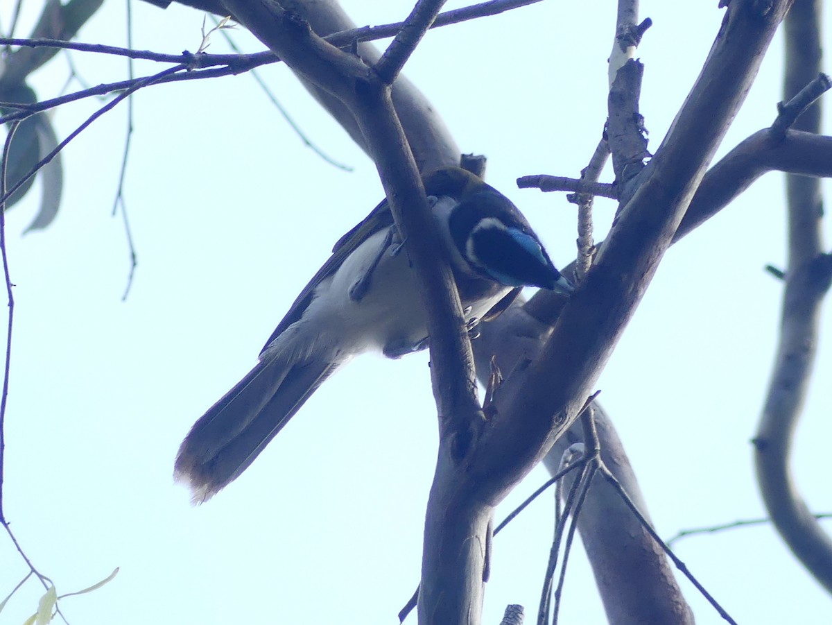 Blue-faced Honeyeater (Blue-faced) - Peter Yendle