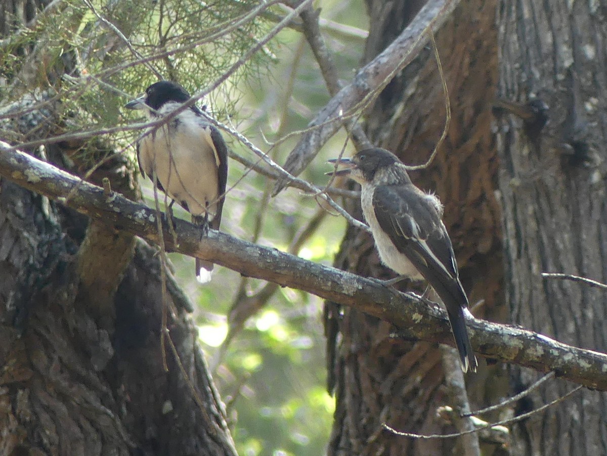 Gray Butcherbird - Peter Yendle