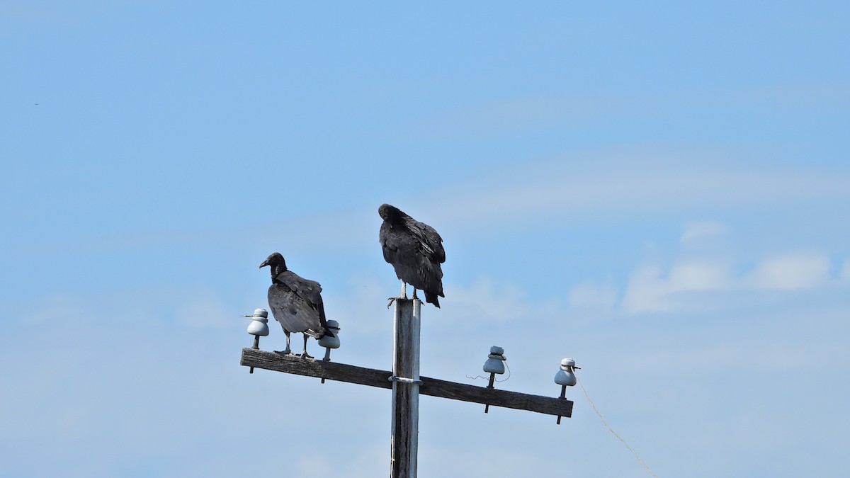 Black Vulture - ML612185733