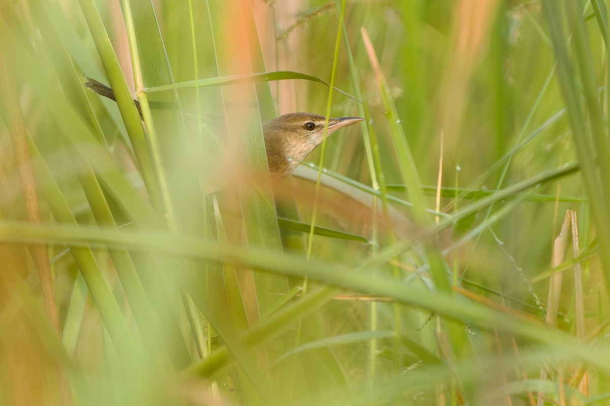 Oriental Reed Warbler - ML612185765