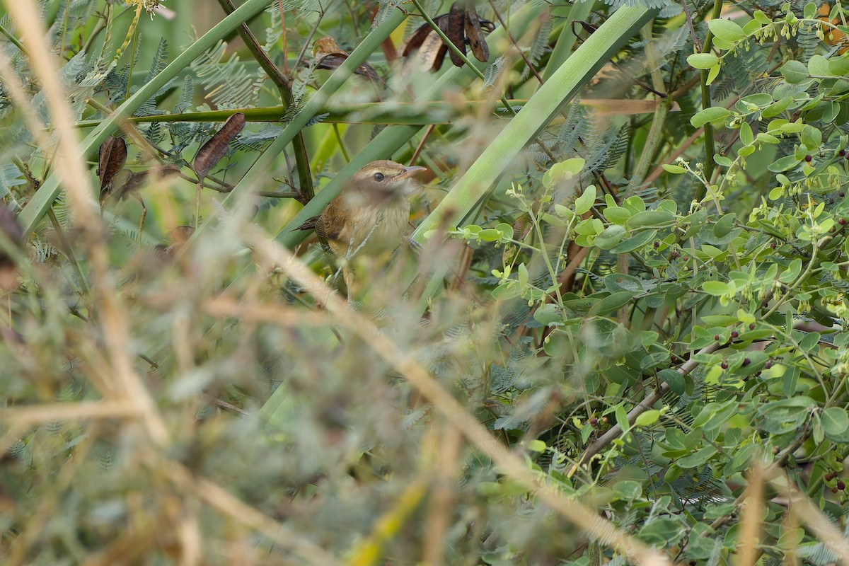Oriental Reed Warbler - ML612185769