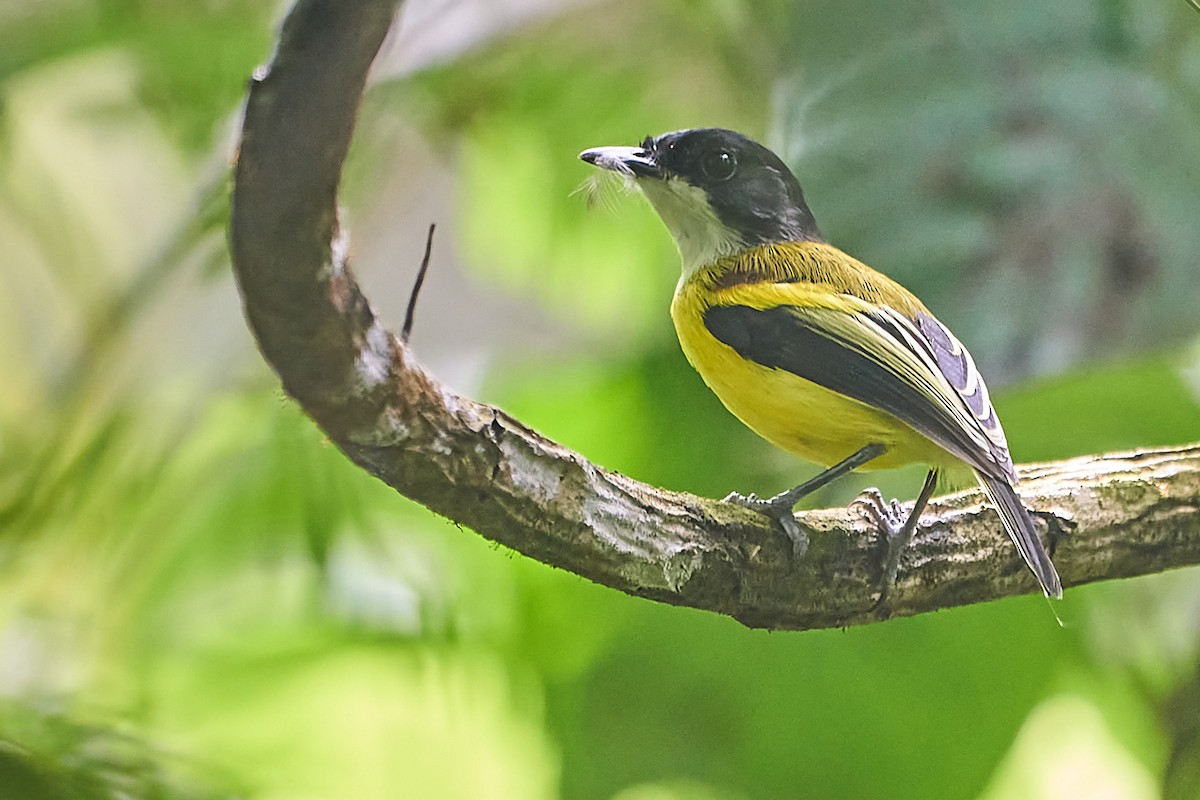 Golden-winged Tody-Flycatcher - Marcel Gil Velasco