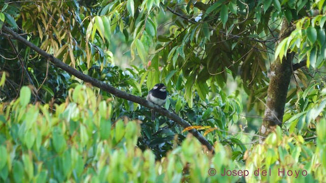 Black-breasted Puffbird - ML612185930