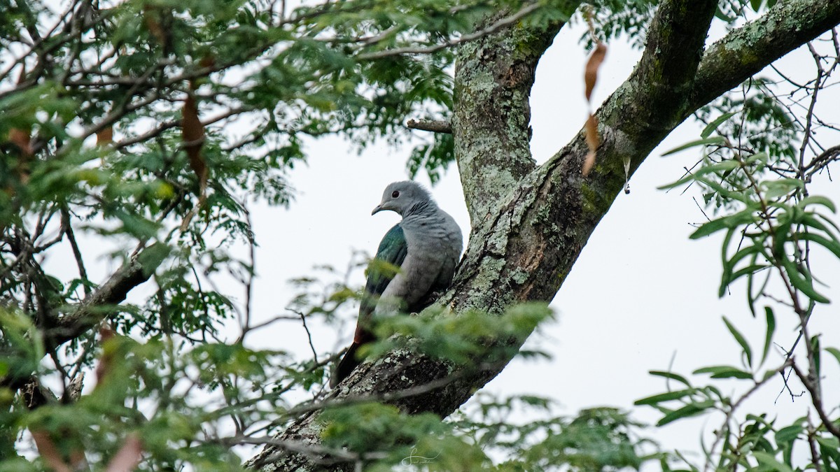 Green Imperial-Pigeon - ML612185932