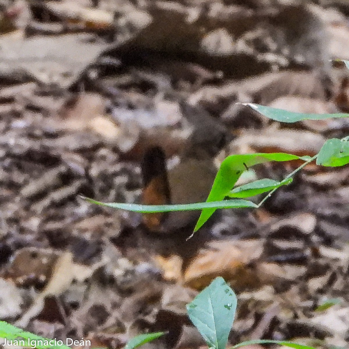 wren sp. - Juan I. Deán